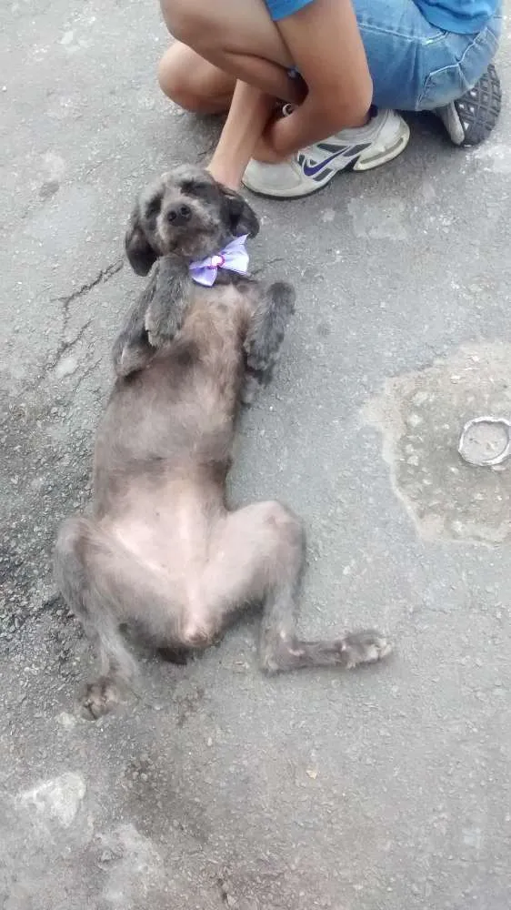 Cachorro ra a Srd idade 2 anos nome Belinha