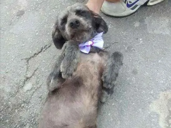 Cachorro ra a Srd idade 2 anos nome Belinha