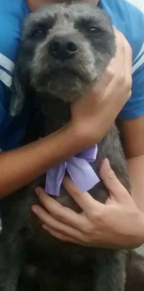 Cachorro ra a Srd idade 2 anos nome Belinha