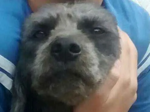 Cachorro ra a Srd idade 2 anos nome Belinha