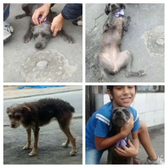 Cachorro ra a Srd idade 2 anos nome Belinha