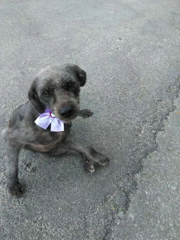 Cachorro ra a Srd idade 2 anos nome Belinha