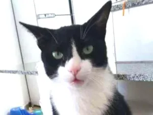 Gato raça SRD idade 1 ano nome MICK GRATIFICA