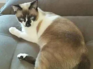 Gato raça SRD idade 1 ano nome DINHO