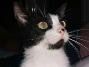 Gato raça SRD idade 1 ano nome TICO GRATIFICA