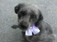 Belinha