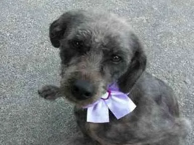 Cachorro ra a Srd idade 2 anos nome Belinha
