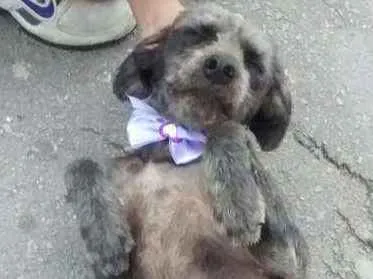 Cachorro ra a Srd idade 2 anos nome Belinha
