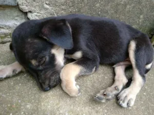Cachorro raça Vira-lata idade Abaixo de 2 meses nome Sem nome 