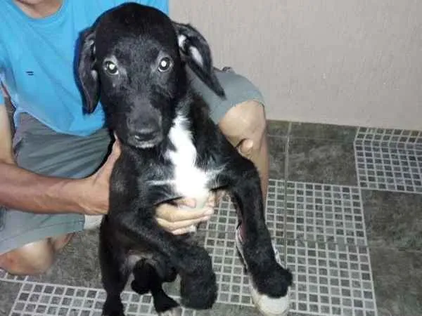 Cachorro ra a SRD idade 2 a 6 meses nome medroso