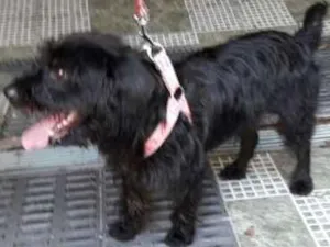 Cachorro raça srd idade 1 ano nome moleque