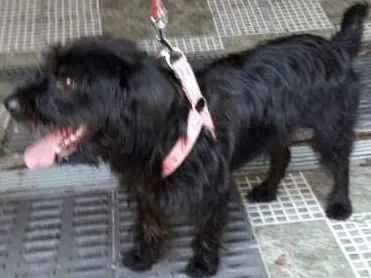 Cachorro ra a srd idade 1 ano nome moleque