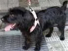 Cachorro raça srd idade 1 ano nome moleque