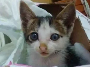Gato raça Indefinida  idade 2 a 6 meses nome Blue