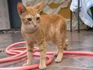 Gato raça  idade  nome Sem nome