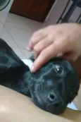Pretinha