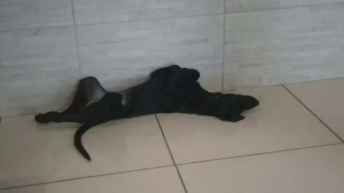 Cachorro ra a SRD idade 7 a 11 meses nome Pretinha