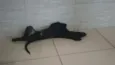 Pretinha