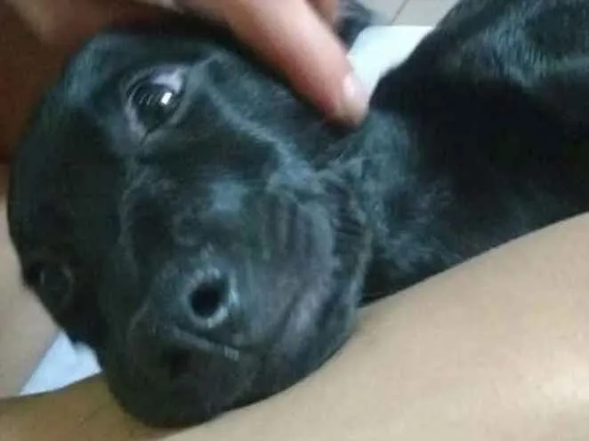 Cachorro ra a SRD idade 7 a 11 meses nome Pretinha