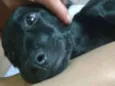 Pretinha