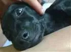 Cachorro raça SRD idade 7 a 11 meses nome Pretinha
