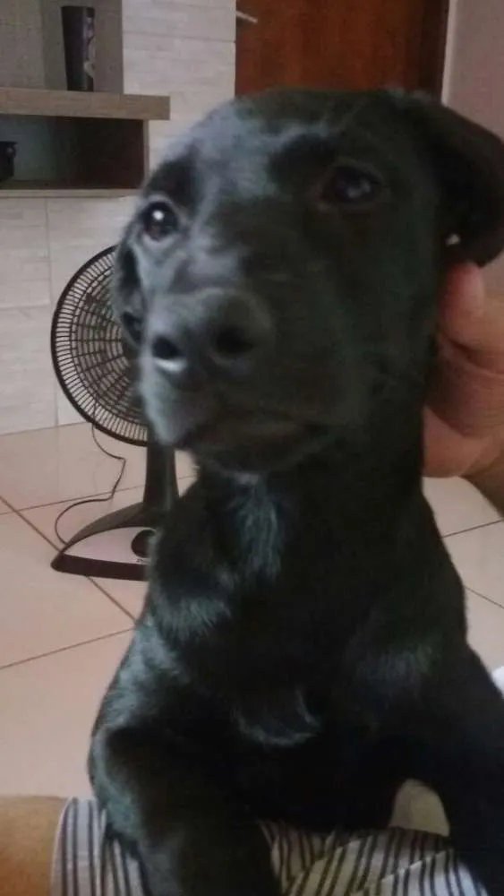 Cachorro ra a SRD idade 7 a 11 meses nome Pretinha