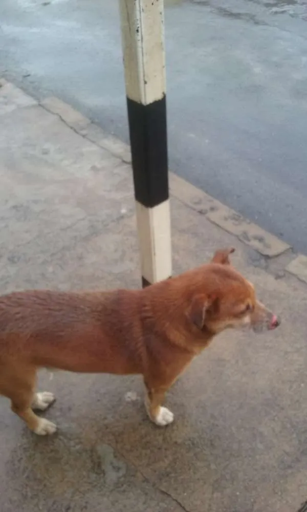 Cachorro raça  idade 6 ou mais anos nome Chocolate 