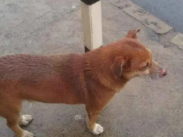 Cachorro raça  idade 6 ou mais anos nome Chocolate 