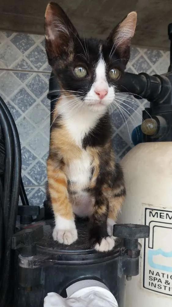 Gato raça SRD idade Abaixo de 2 meses nome Mia