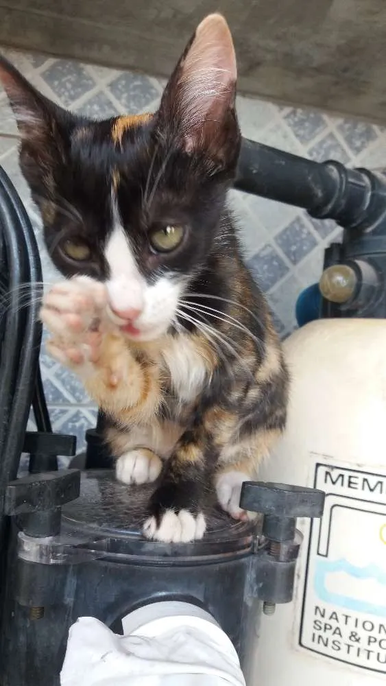 Gato raça SRD idade Abaixo de 2 meses nome Mia