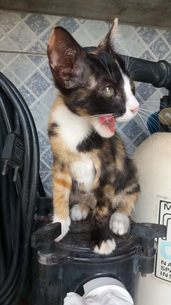Gato raça SRD idade Abaixo de 2 meses nome Mia