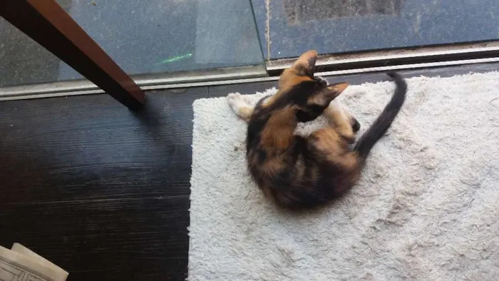 Gato raça SRD idade Abaixo de 2 meses nome Mia