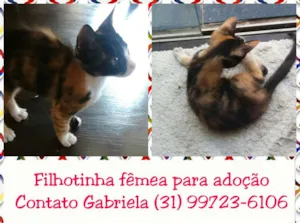 Gato raça SRD idade Abaixo de 2 meses nome Mia
