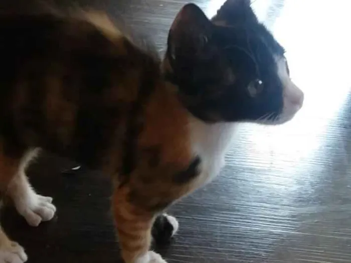 Gato raça SRD idade Abaixo de 2 meses nome Mia