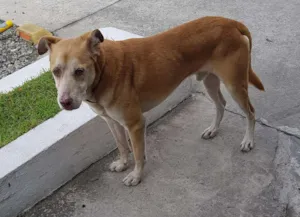 Cachorro raça vira lata idade 6 ou mais anos nome Abandonado