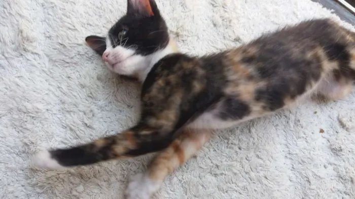 Gato raça SRD idade Abaixo de 2 meses nome Mia