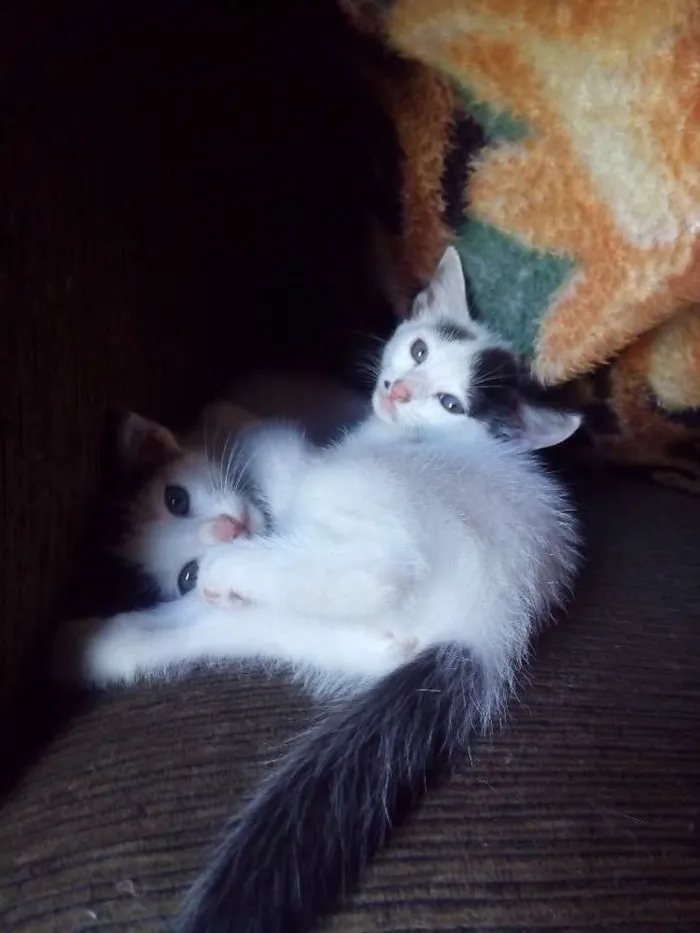 Gato raça Vira latas idade Abaixo de 2 meses nome Gatos