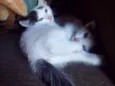 Gatos
