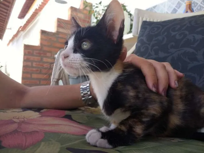 Gato raça SRD idade Abaixo de 2 meses nome Mia