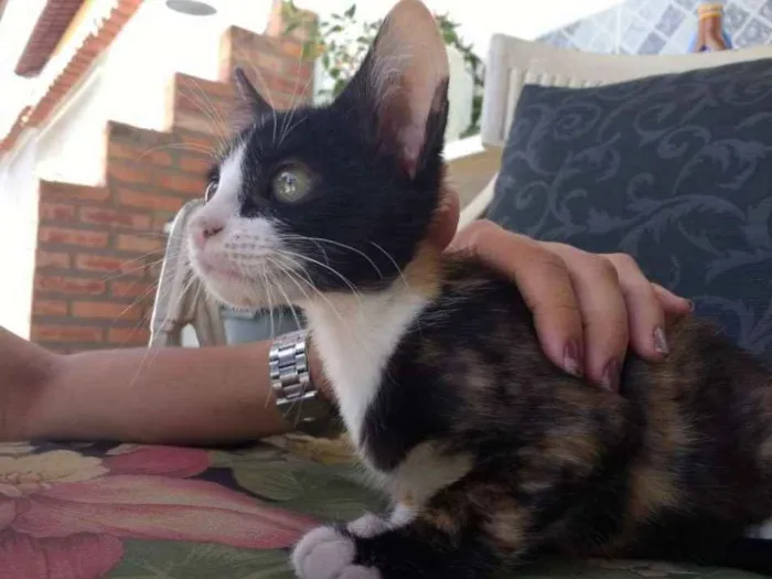 Gato raça SRD idade Abaixo de 2 meses nome Mia