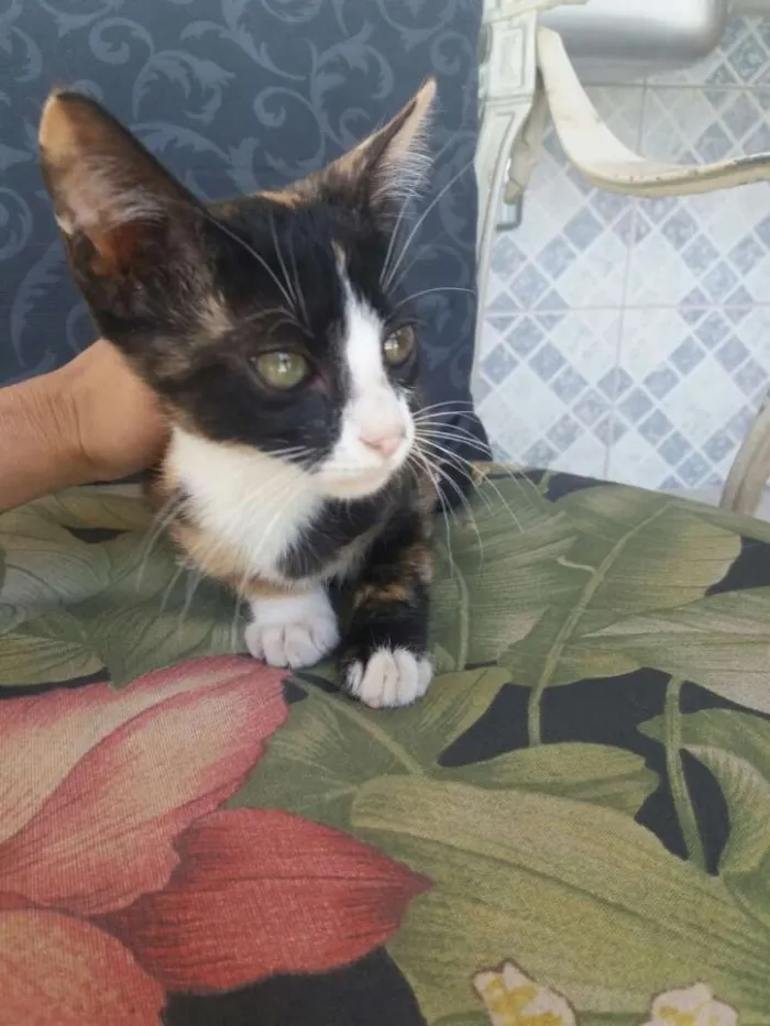Gato raça SRD idade Abaixo de 2 meses nome Mia