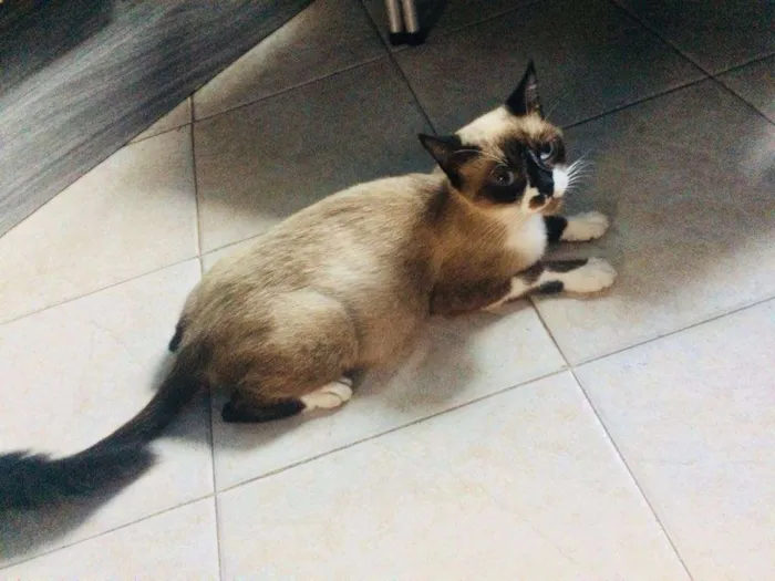 Gato ra a Siamês idade 7 a 11 meses nome Mimi