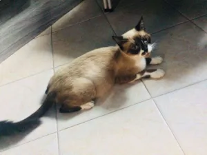 Gato raça Siamês idade 7 a 11 meses nome Mimi