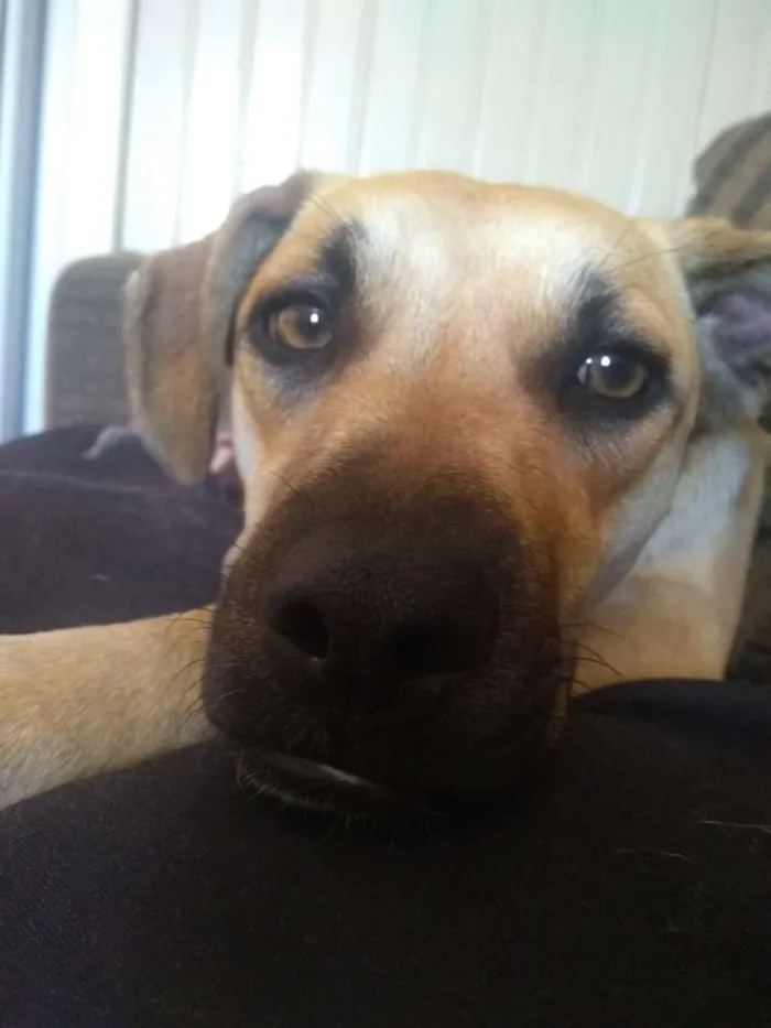 Cachorro ra a Vira lata idade 7 a 11 meses nome Madonna