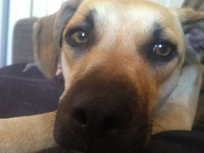 Cachorro ra a Vira lata idade 7 a 11 meses nome Madonna