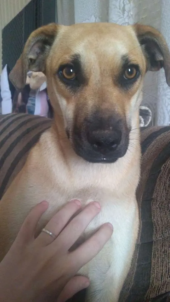 Cachorro ra a Vira lata idade 7 a 11 meses nome Madonna