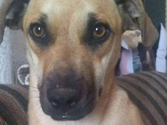 Cachorro ra a Vira lata idade 7 a 11 meses nome Madonna