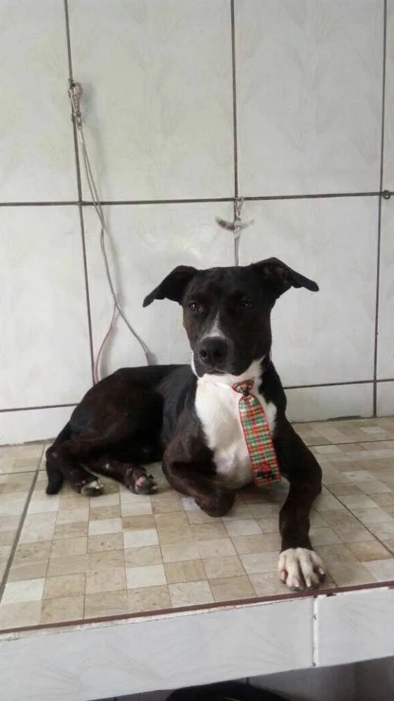 Cachorro ra a Srd idade  nome Dom 