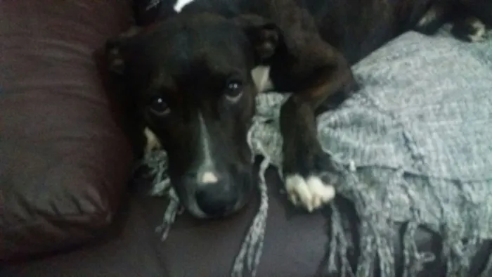 Cachorro ra a Srd idade  nome Dom 