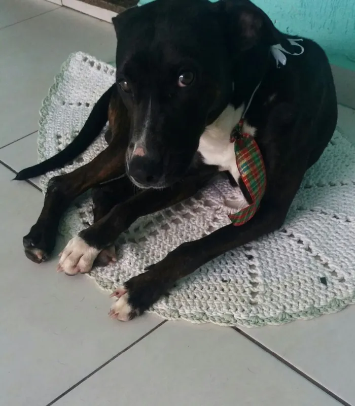 Cachorro ra a Srd idade  nome Dom 